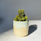 Moss Matte Cylindrical Planter, Small
