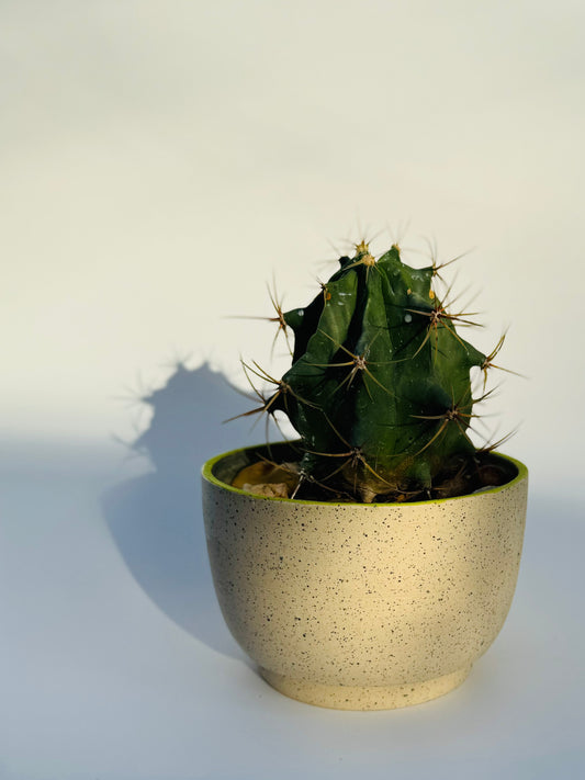 Knucklebones Planter