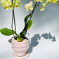 Cascading Planter (Medium) - only from Rita Strayer Ceramics of Savannah. View of the planter in use with an orchid.