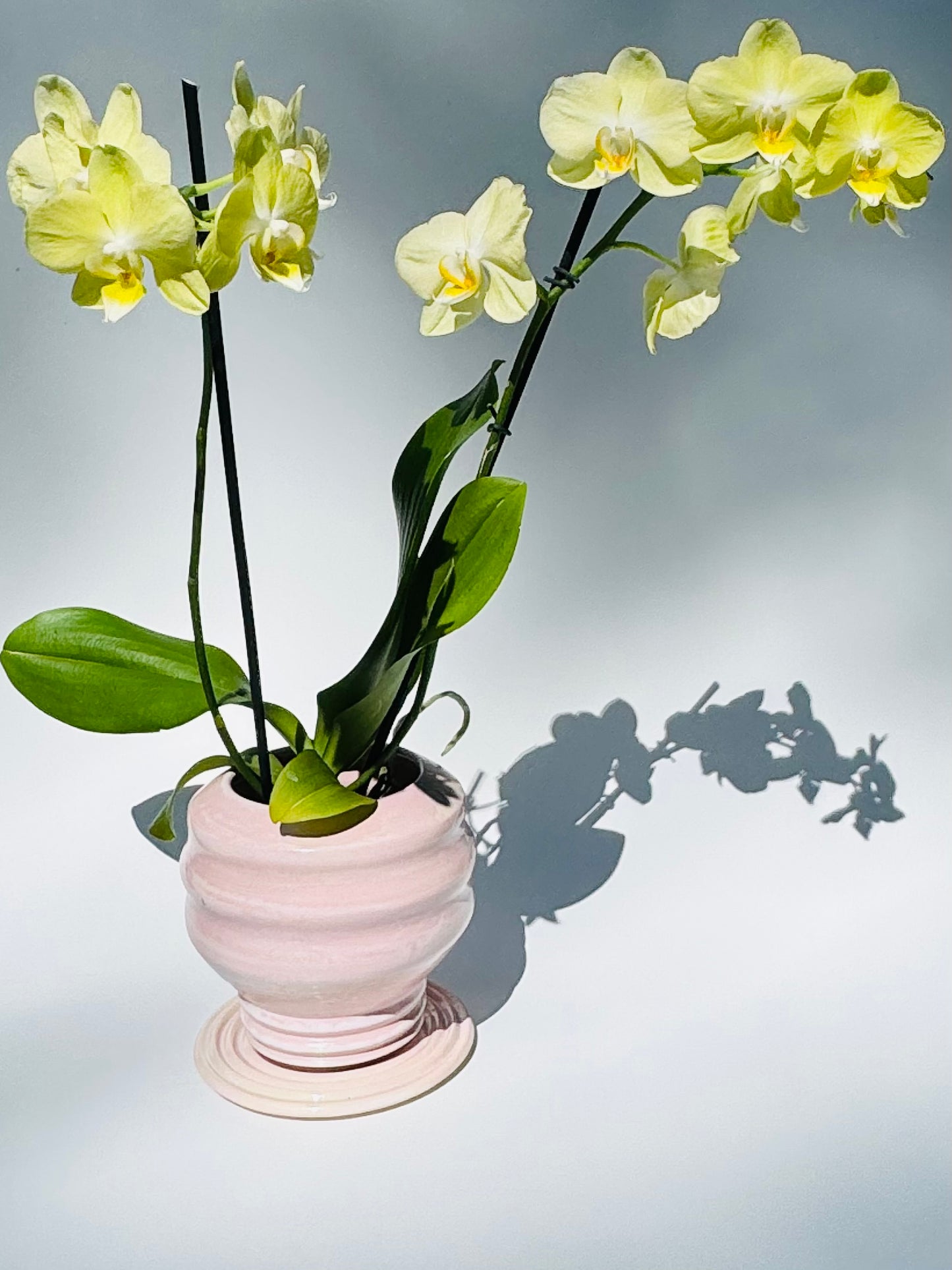 Cascading Planter (Medium) - only from Rita Strayer Ceramics of Savannah. View of the planter in use with an orchid.