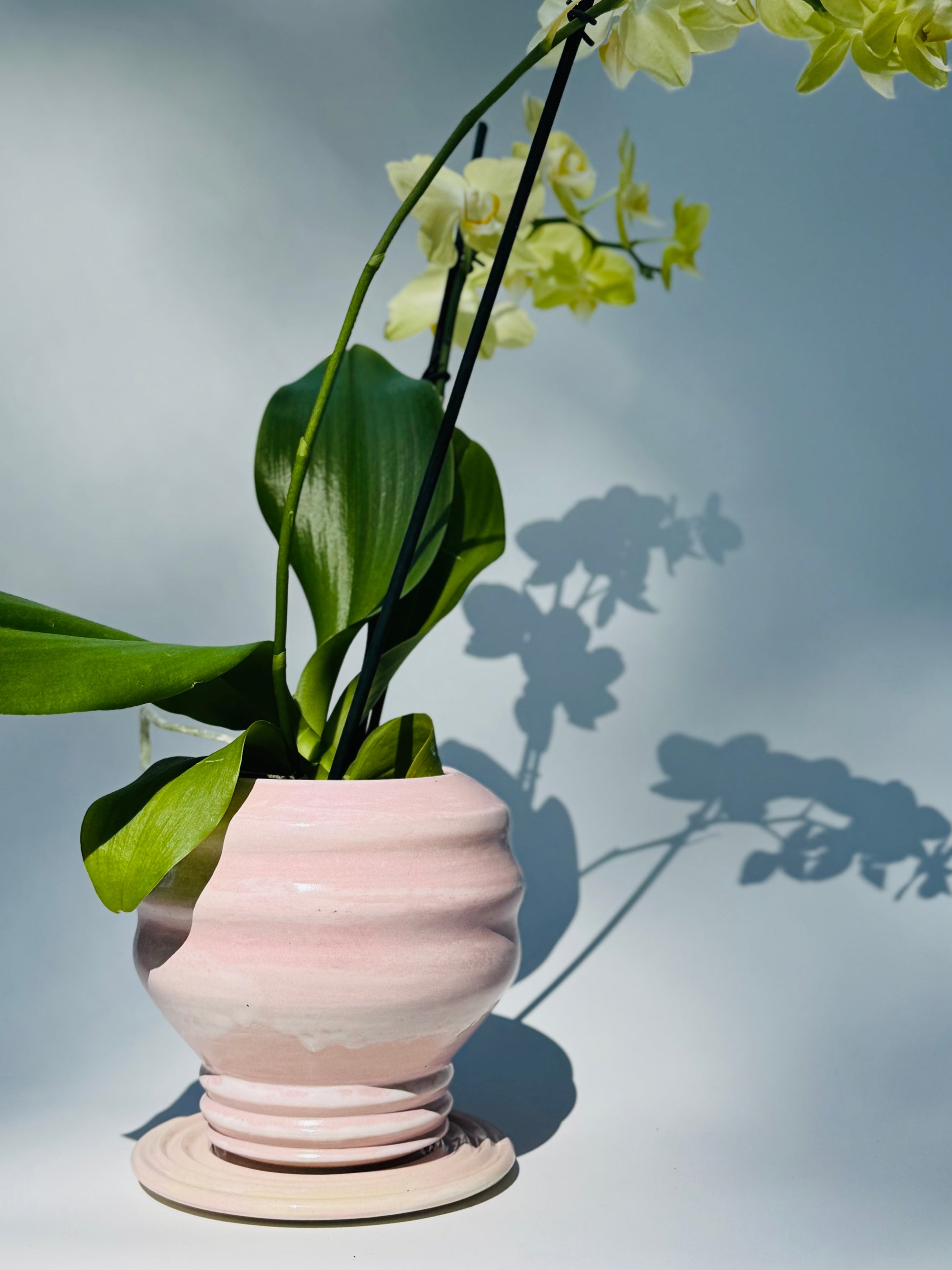 Cascading Planter, Medium - only from Rita Strayer Ceramics of Savannah - view of planter in use with an orchid plant